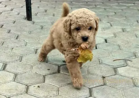 Toy mini aprikot PUDLA - 1/4