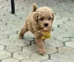 Toy mini aprikot PUDLA