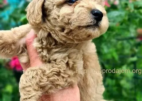 Toy mini aprikot PUDLA - 2/4