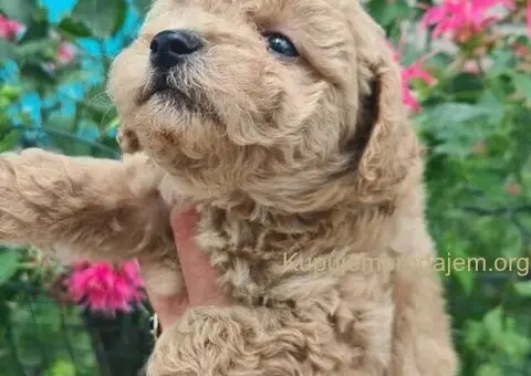 Toy mini aprikot PUDLA - 3/4