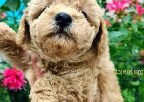 Toy mini aprikot PUDLA - 4/4