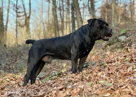 Južnoafrički mastif - Boerboel štenci - 1/14