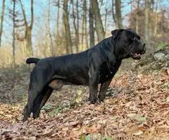 Južnoafrički mastif - Boerboel štenci
