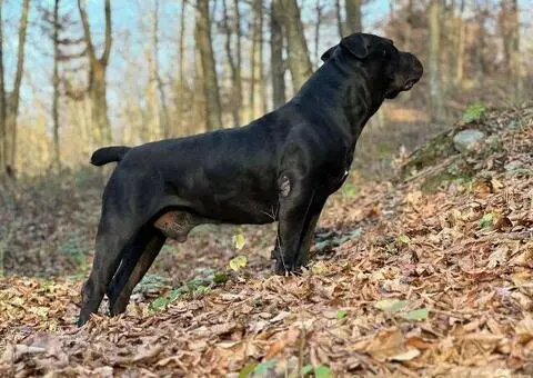 Južnoafrički mastif - Boerboel štenci - 2/14