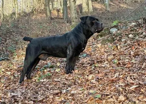 Južnoafrički mastif - Boerboel štenci - 3/14