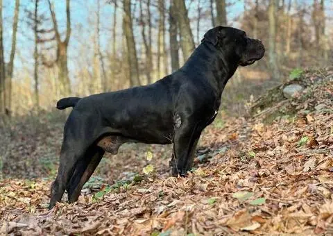 Južnoafrički mastif - Boerboel štenci - 4/14