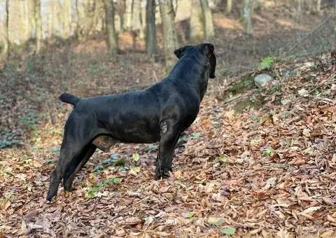 Južnoafrički mastif - Boerboel štenci - 5/14