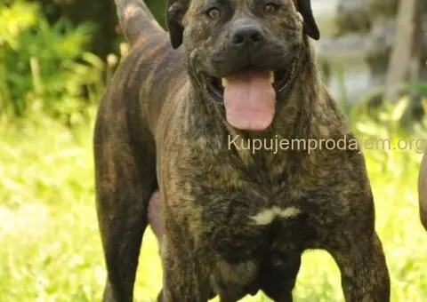 Južnoafrički mastif - Boerboel štenci - 6/14