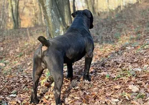 Južnoafrički mastif - Boerboel štenci - 7/14