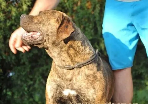 Južnoafrički mastif - Boerboel štenci - 8/14