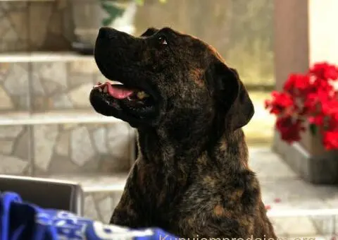 Južnoafrički mastif - Boerboel štenci - 9/14