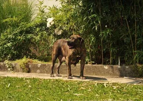 Južnoafrički mastif - Boerboel štenci - 10/14