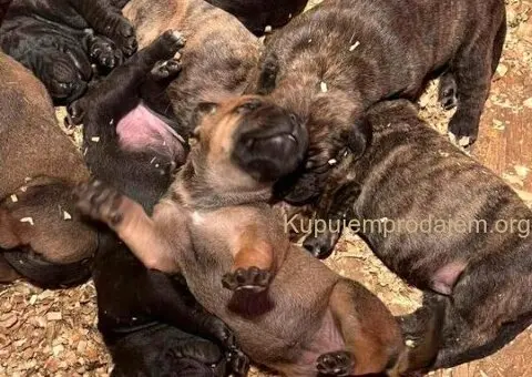 Južnoafrički mastif - Boerboel štenci - 11/14
