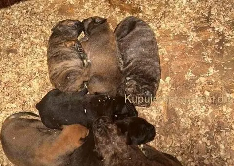 Južnoafrički mastif - Boerboel štenci - 12/14