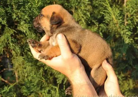 Južnoafrički mastif - Boerboel štenci - 13/14