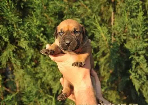 Južnoafrički mastif - Boerboel štenci - 14/14