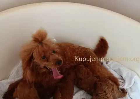 Prodajem štence Francuske patuljaste pudle - 2/8