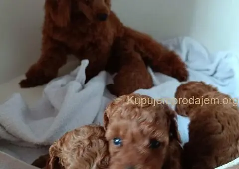 Prodajem štence Francuske patuljaste pudle - 3/8