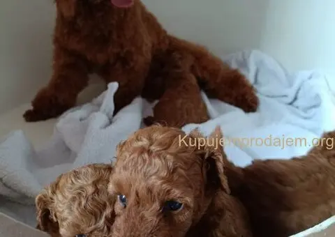 Prodajem štence Francuske patuljaste pudle - 4/8