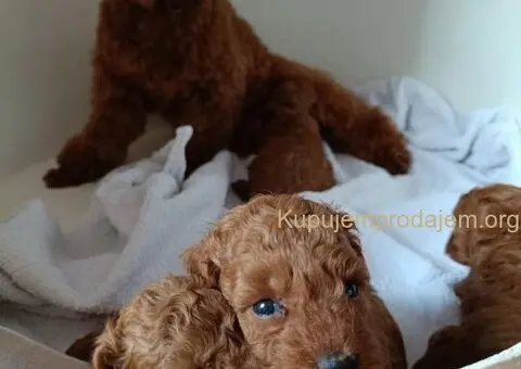 Prodajem štence Francuske patuljaste pudle - 5/8