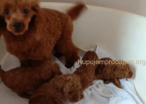 Prodajem štence Francuske patuljaste pudle - 6/8