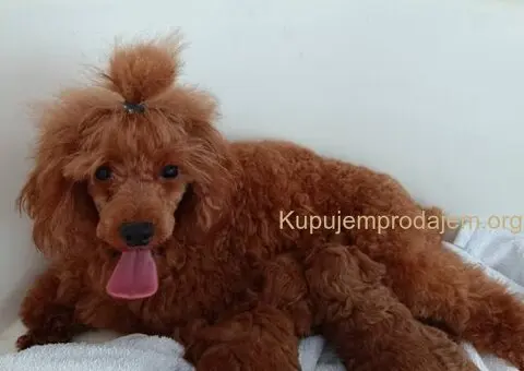 Prodajem štence Francuske patuljaste pudle - 8/8