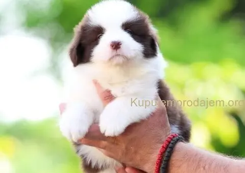 Border Collie Border Koli štenci - 1/11