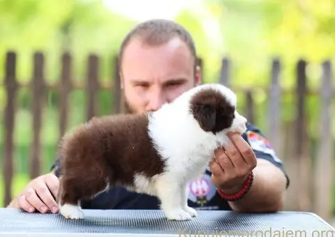 Border Collie Border Koli štenci - 2/11