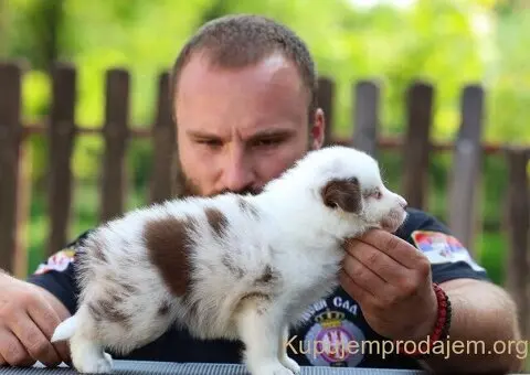 Border Collie Border Koli štenci - 3/11