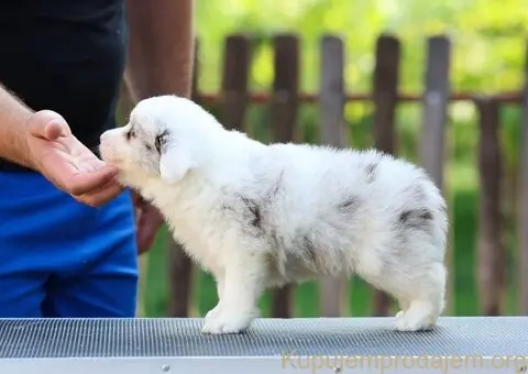 Border Collie Border Koli štenci - 4/11