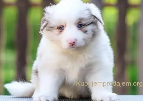 Border Collie Border Koli štenci - 5/11