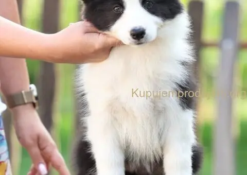 Border Collie Border Koli štenci - 6/11