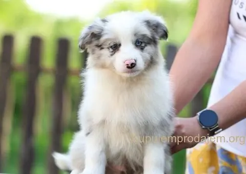 Border Collie Border Koli štenci - 7/11