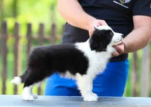 Border Collie Border Koli štenci - 8/11