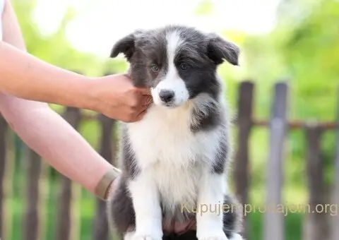 Border Collie Border Koli štenci - 9/11
