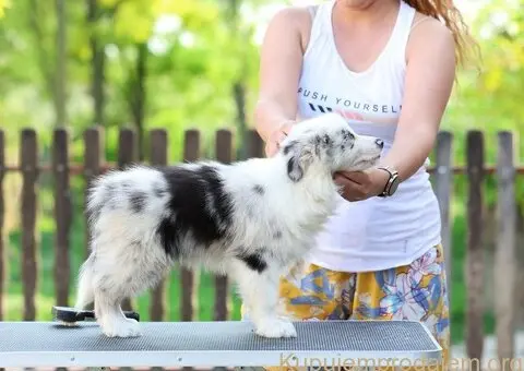 Border Collie Border Koli štenci - 10/11