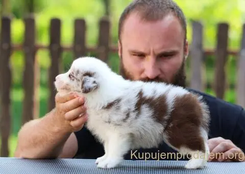 Border Collie Border Koli štenci - 11/11