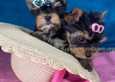 Yorkshire Terrier štenci - 1/5