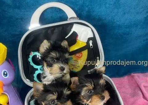 Yorkshire Terrier štenci - 2/5
