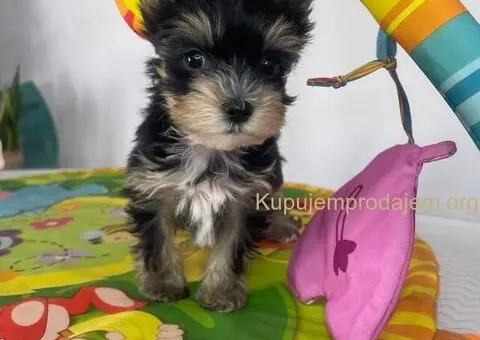 Yorkshire Terrier štenci - 3/5