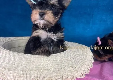 Yorkshire Terrier štenci - 4/5