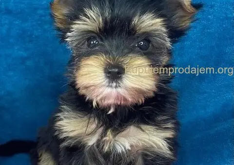 Yorkshire Terrier štenci - 5/5