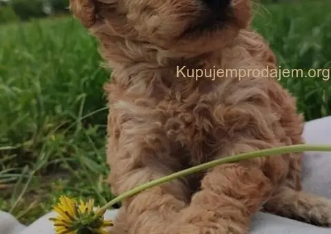 Patuljasta pudla - 1/5