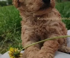 Patuljasta pudla