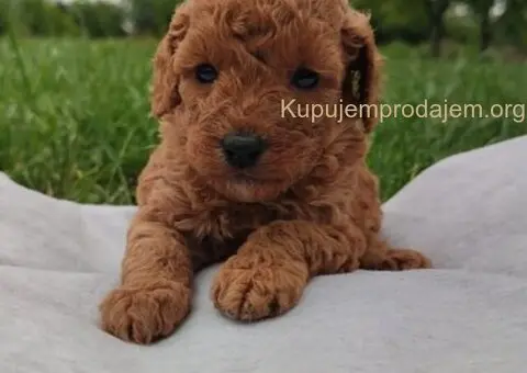 Patuljasta pudla - 2/5