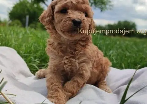 Patuljasta pudla - 3/5