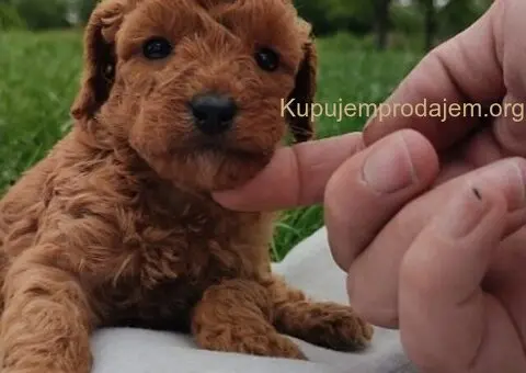 Patuljasta pudla - 4/5