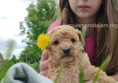 Patuljasta pudla - 5/5