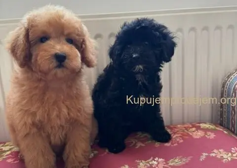 Dva preslatka šteneta traže svoj zauvek dom - 1/5