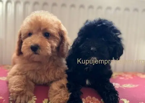 Dva preslatka šteneta traže svoj zauvek dom - 2/5